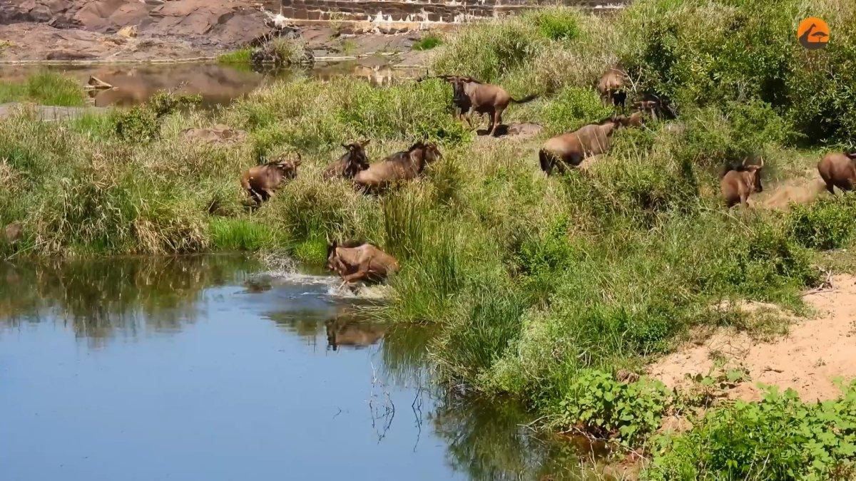 Turistler, timsahın antilop avını gözyaşlarıyla izledi