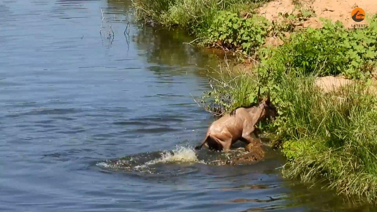 Turistler, timsahın antilop avını gözyaşlarıyla izledi