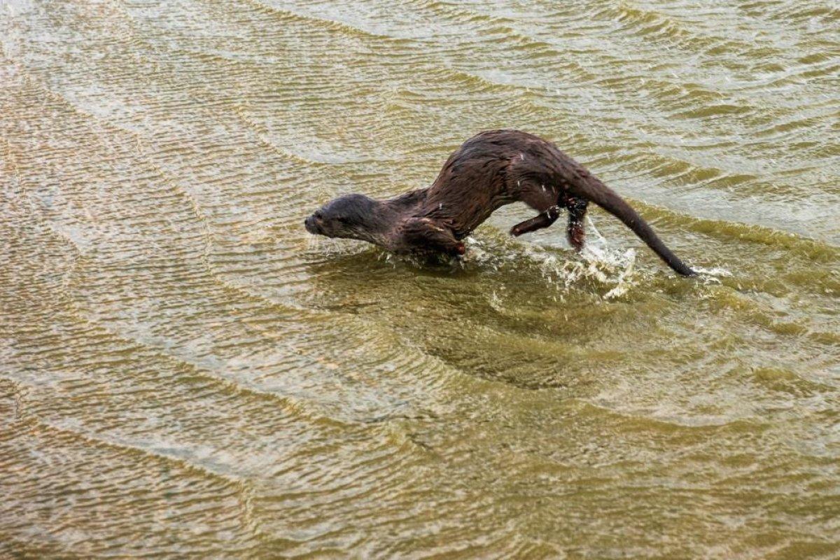 Balıkesir'de su samuru balıkçı teknesinde yem aradı