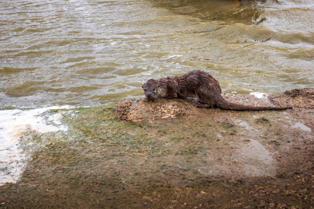Balıkesir'de su samuru balıkçı teknesinde yem aradı