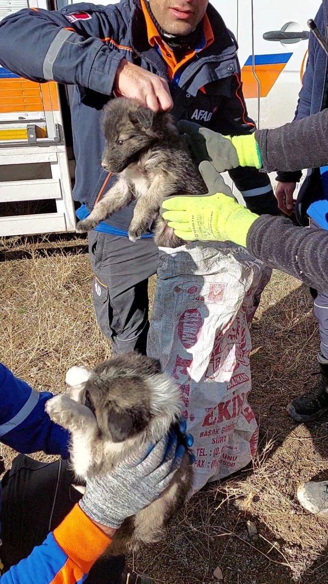 Van'da 2 yavru köpek 20 metrelik kuyudan düştü