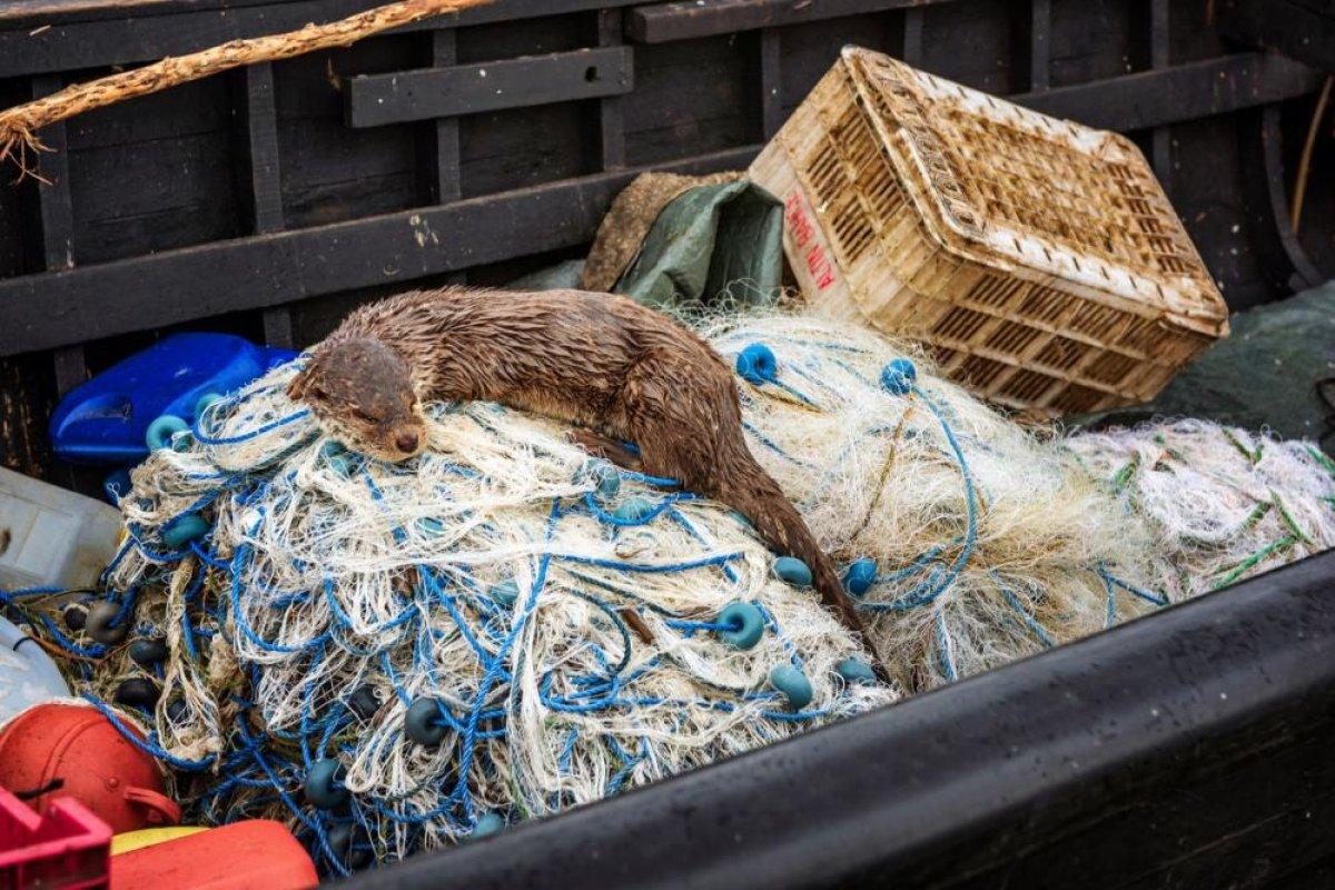 Balıkesir'de su samuru balıkçı teknesinde yem aradı