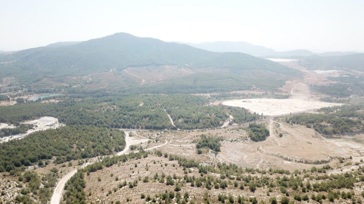 “Ağaç tarımı” yapılarak ekolojik ormanları korumak mümkün