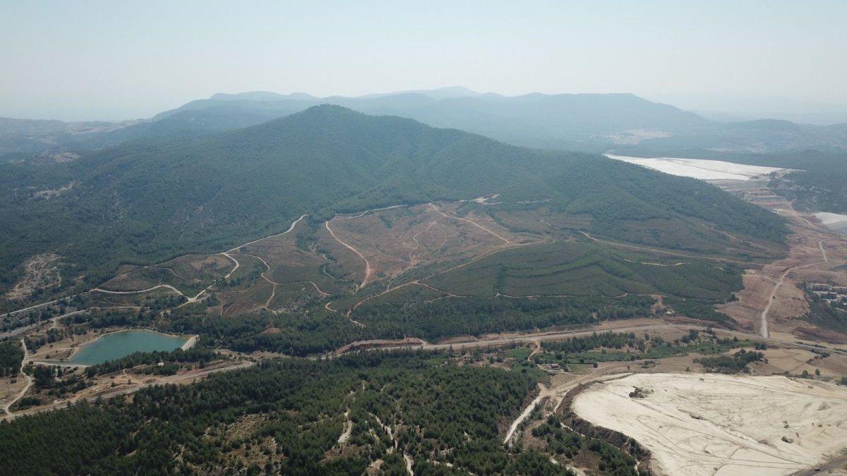 “Ağaç tarımı” yapılarak ekolojik ormanları korumak mümkün