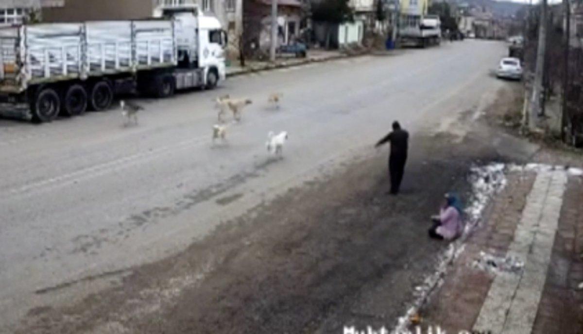 Konya'da yolda yürüyen kadın, başıboş köpeklerin saldırısına uğradı