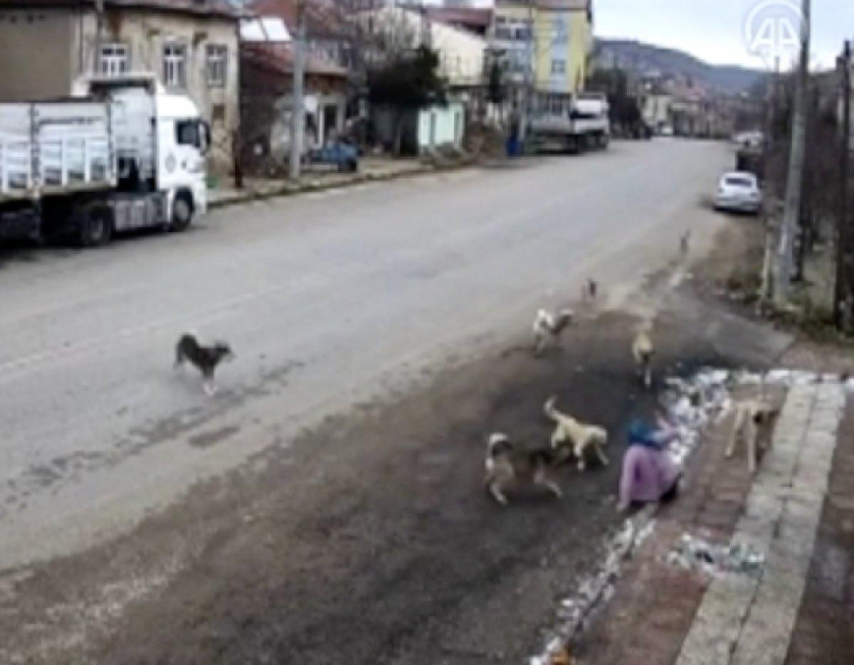 Konya'da yolda yürüyen kadın, başıboş köpeklerin saldırısına uğradı