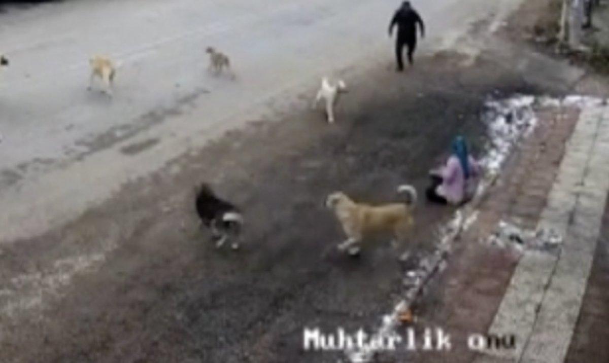 Konya'da yolda yürüyen kadın, başıboş köpeklerin saldırısına uğradı