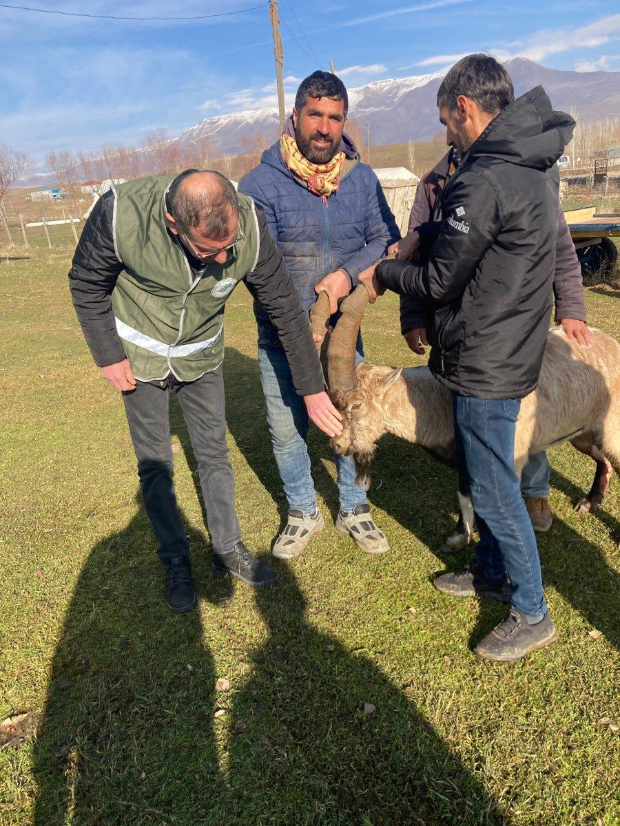 Van'da saldırıya uğrayan dağ keçisini sürü kurtardı 