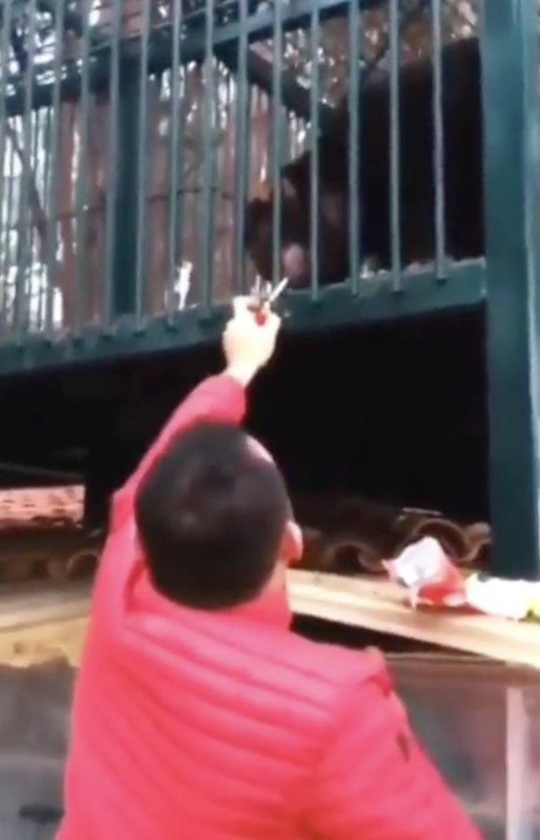 Hatay'da sigaraya alıştırılan maymun, nakledildi