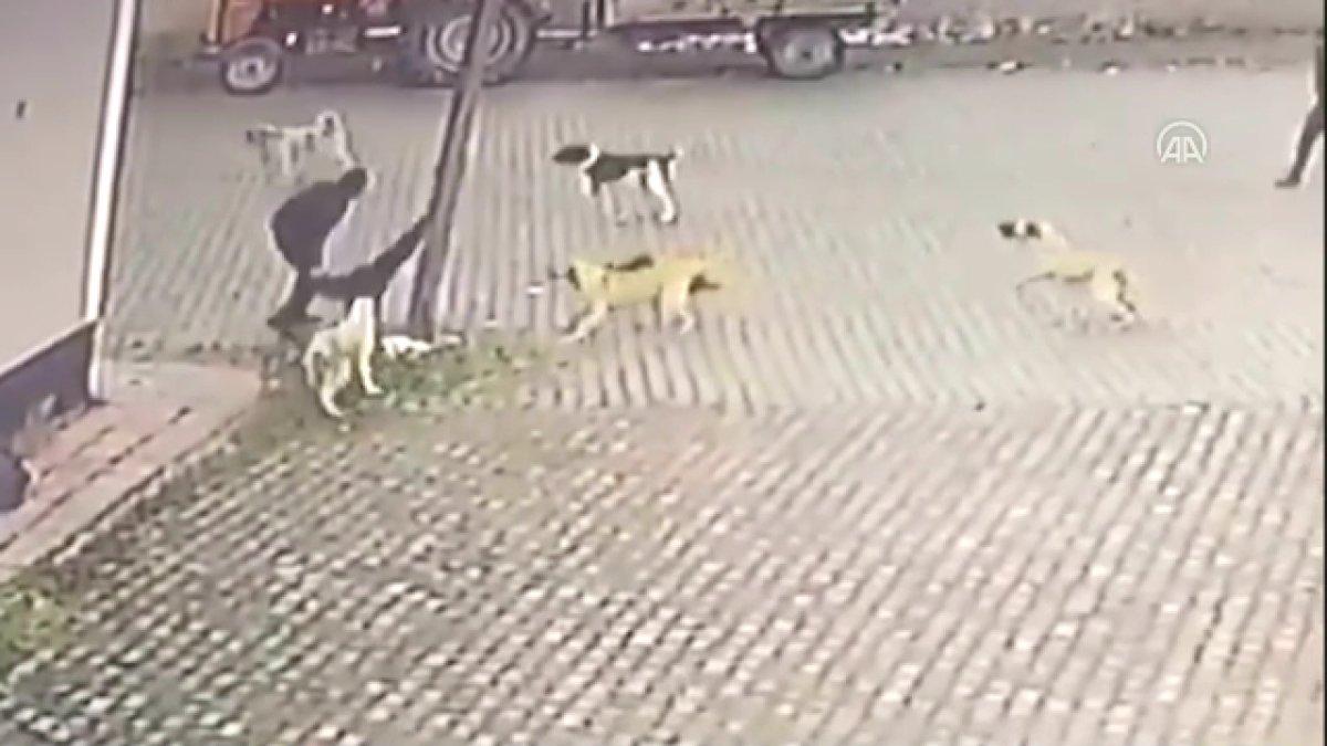 Nevşehir'de başıboş köpek sorunu: Yaşlı adama saldırdılar
