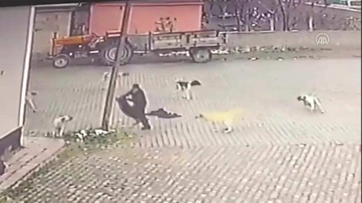 Nevşehir'de başıboş köpek sorunu: Yaşlı adama saldırdılar