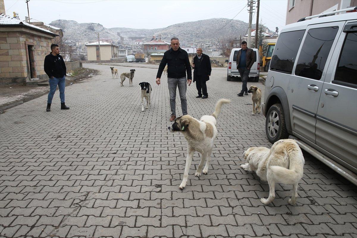 Nevşehir'de başıboş köpek sorunu: Yaşlı adama saldırdılar