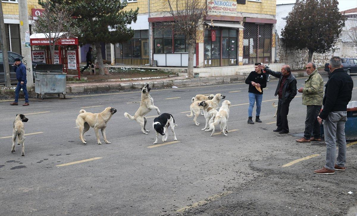 Nevşehir'de başıboş köpek sorunu: Yaşlı adama saldırdılar