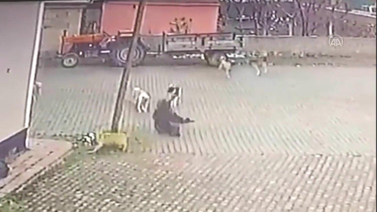 Nevşehir'de başıboş köpek sorunu: Yaşlı adama saldırdılar