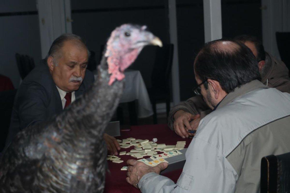 Zonguldak'ta hindi ödüllü okey turnuvası