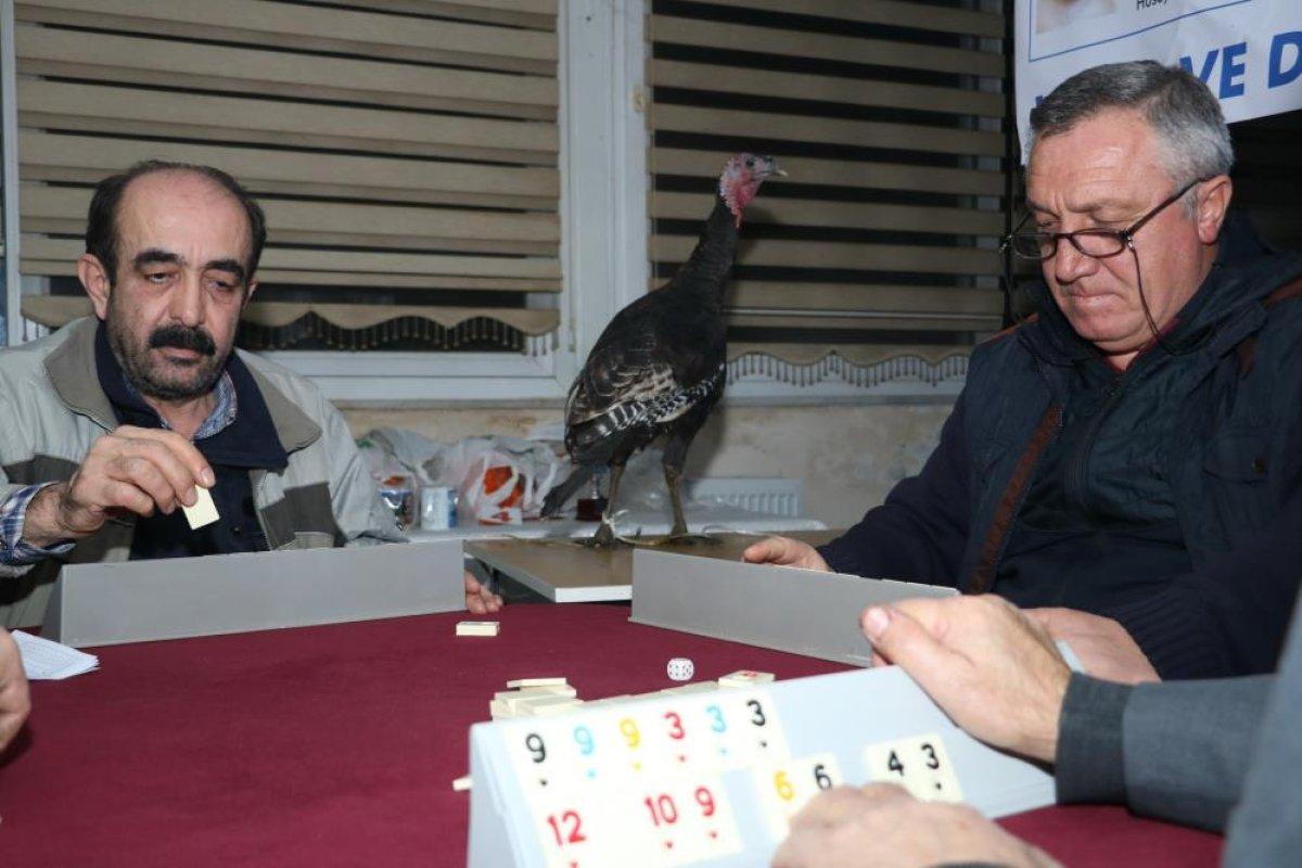 Zonguldak'ta hindi ödüllü okey turnuvası