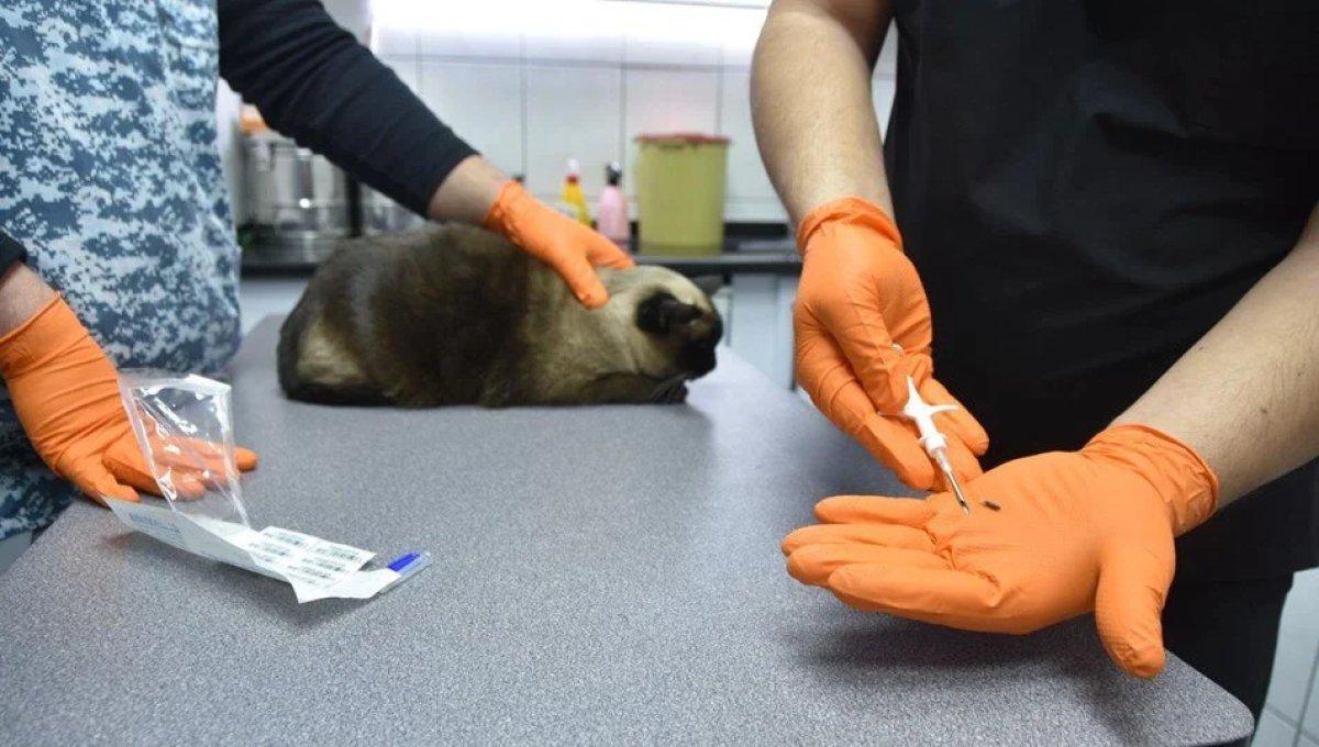 ÇİP CEZASI 2023: Kedi-köpek çip taktırmama cezası ne kadar?