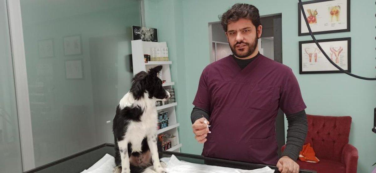 Evcil hayvan çipleme işleminde beyanname kolaylığı