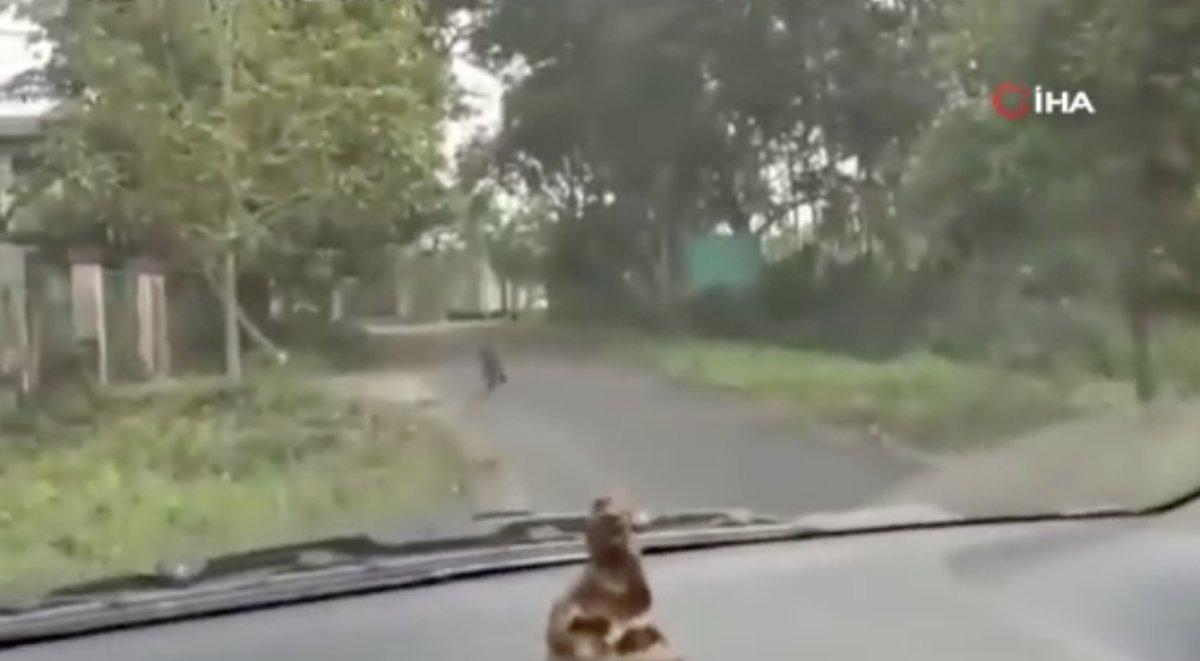 Hindistan'da kampüse giren leopar 13 kişiyi yaraladı