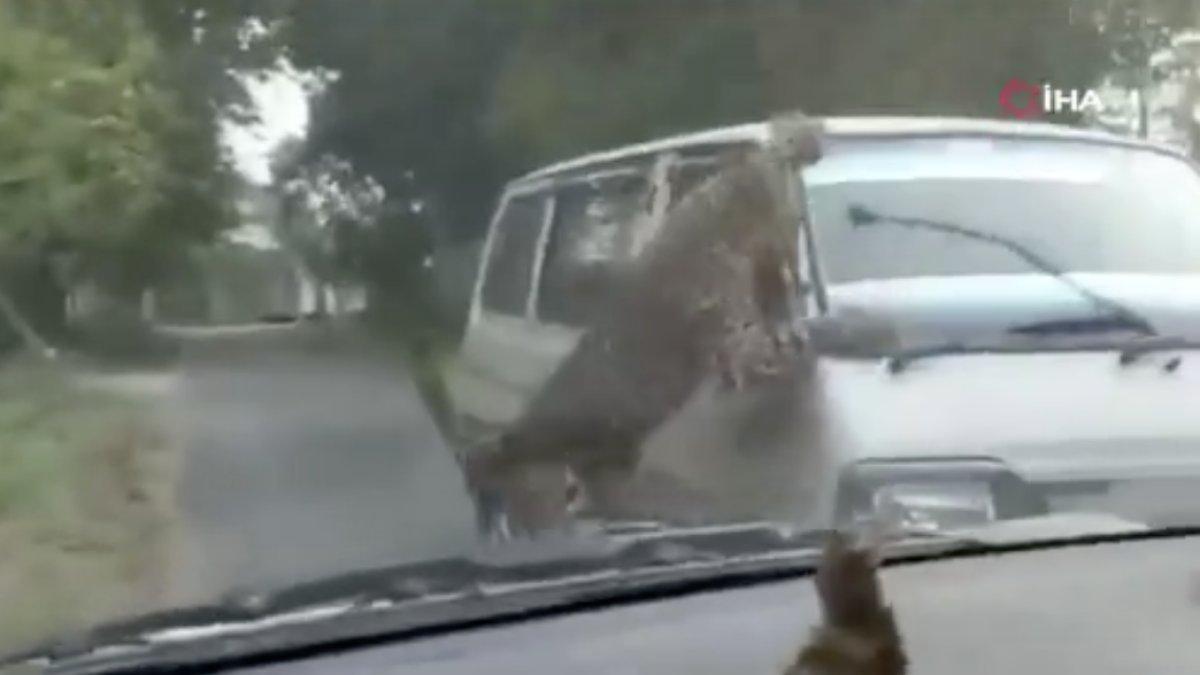 Hindistan'da kampüse giren leopar 13 kişiyi yaraladı